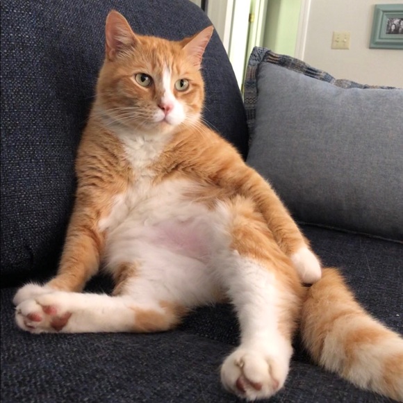 Meet your Posher, Laurie - Picture 7 of 8